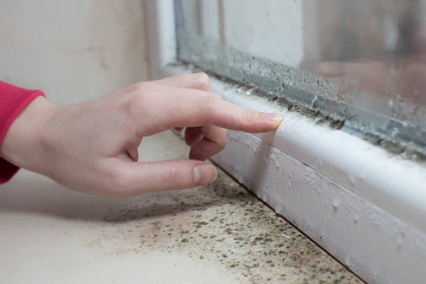 Best Water Damage & Mold Remediation  in Sheridan, CO