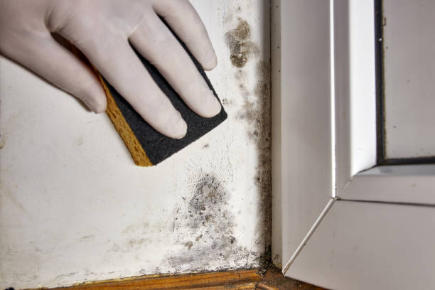 Best Asbestos and Lead Testing During Mold Inspection  in Sheridan, CO