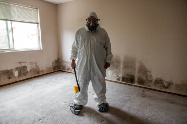 Best Basement Mold Removal  in Sheridan, CO